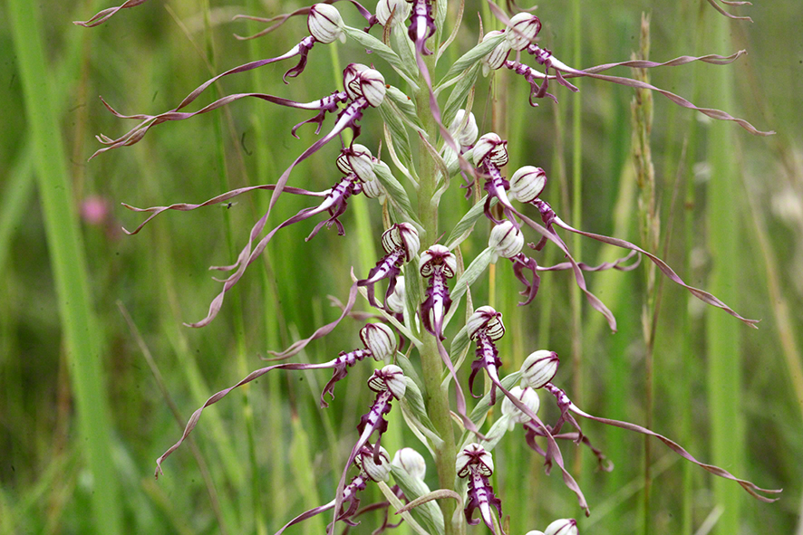 Himantoglossum adriaticum – Adria-Riemenzunge